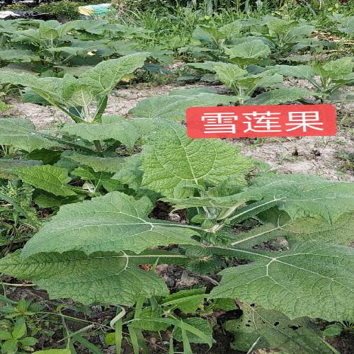 荣威550混动膨胀阀550混动